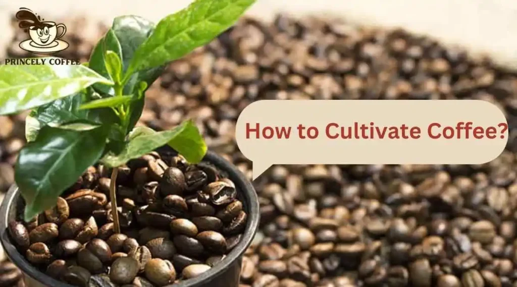 How to Cultivate Coffee